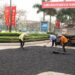 Bài giảng sửa chữa bảo dưỡng đường